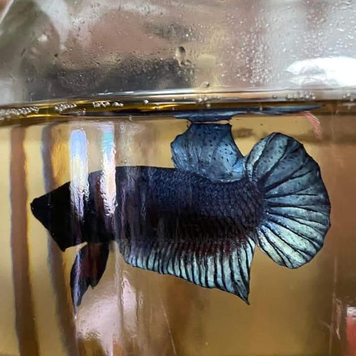 Pawretty- Ikan Cupang Aduan/Fighter Import Thailand SAKAI