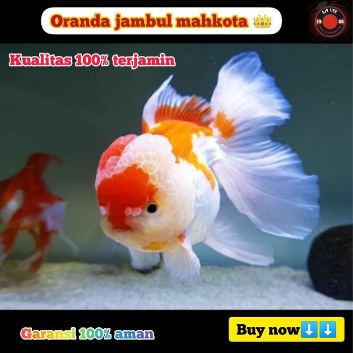 Pawretty- ikan mas koki oranda jambul rw( red white) mahkota kualitas grade a