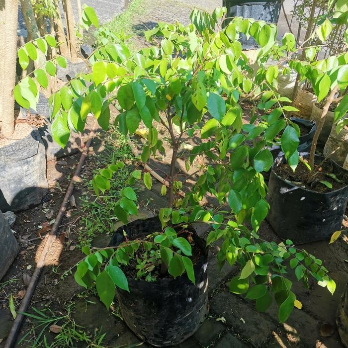 Tanaman Belimbing Madu, Pohon Buah Belimbing Dewi Madu