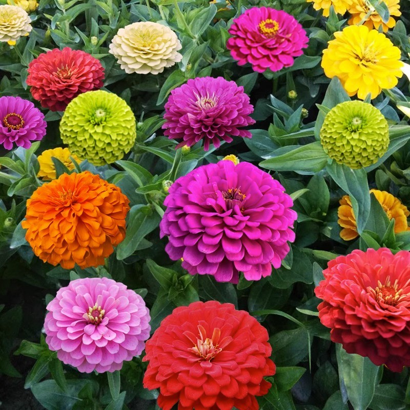 Benih/Bibit Bunga Day Grass/Zinnia/Bunga Kertas Marigold Mudah Tumbuh Per 5gr Tanaman Hias