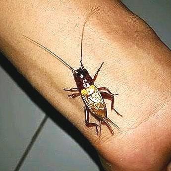 Jangkrik Bunyi Pengusir Tikus Suara Nyaring Jernih dan Keras