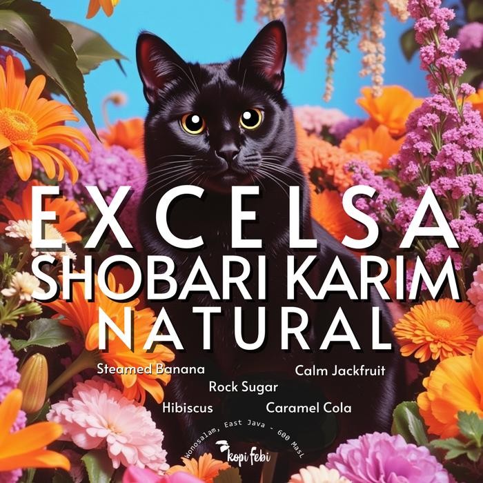 

Excelsa Species I Kopi Febi I Indonesia Specialty Coffee Filter