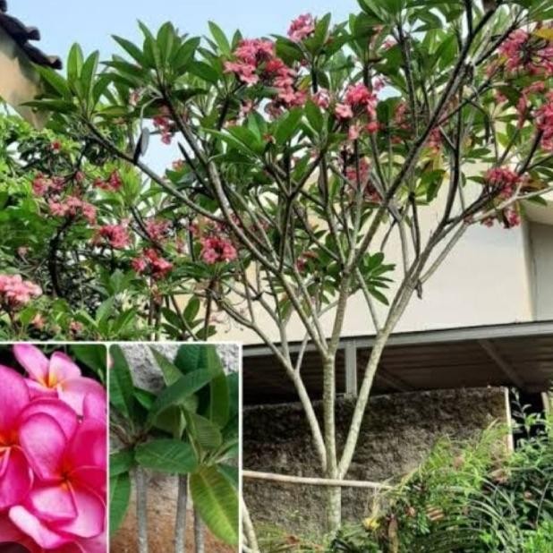 pohon hias kamboja bali tinggi 2 mtr up