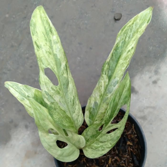Monstera Adansonii Variegata Mint Janda Bolong Variegata Mint