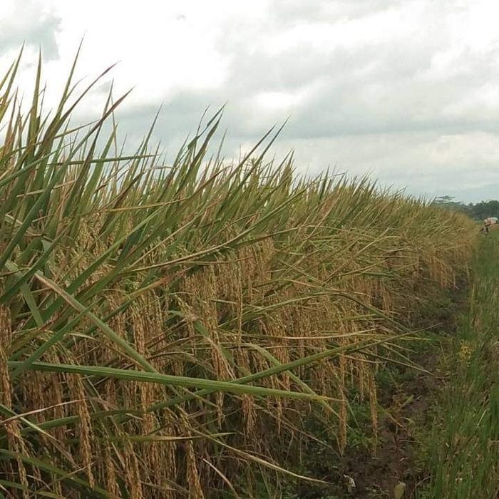 benih padi Padaherang 02 5kg bibit padi unggul