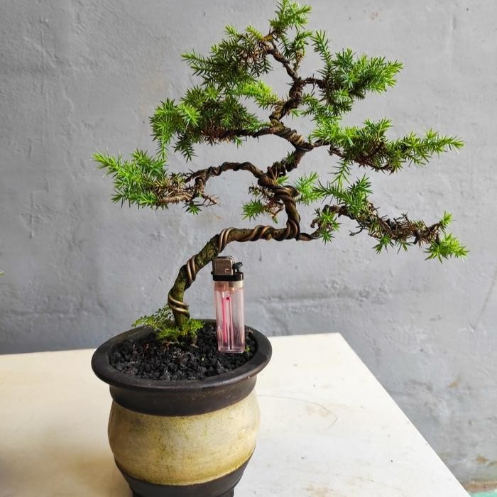 bonsai cemara pua duri
