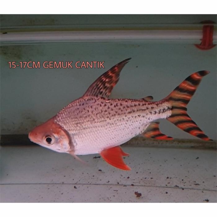 RFF RED FEIFENG AMERICAN FLAGTAIL 10CM-12CM SUPER GRADE SPECIAL RED