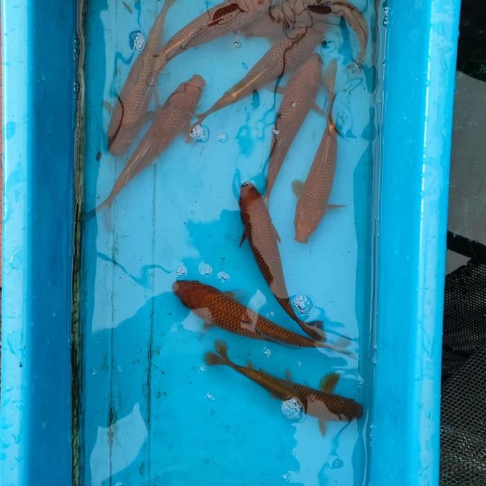 Ikan koi Chagoi tembaga penjinak ( size pilih di variasi).