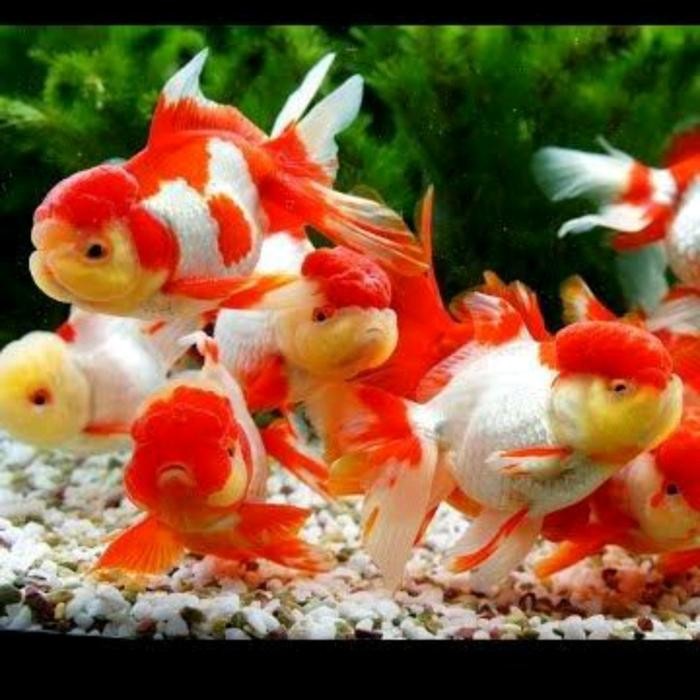 Koki Red Cup / Variant 5 - 8 Cm / Jumbo 10 - 15 Cm / khusus Gosend