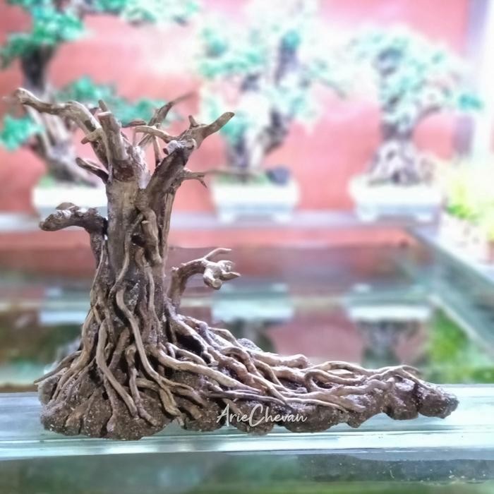 hardscape bonggol ranting akar senggani aquascape dekorasi aquarium