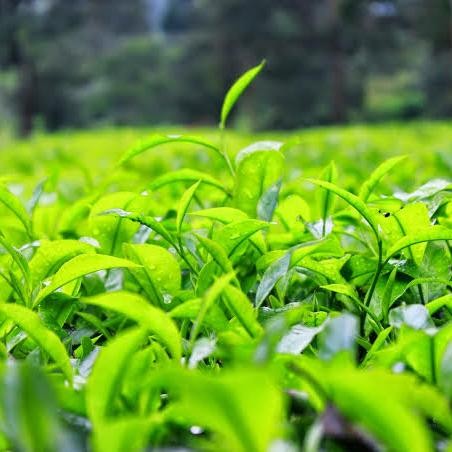 

Terlaris- 1 Kilo Daun Teh Hijau Murni Green Tea Kiloan Berkualitas