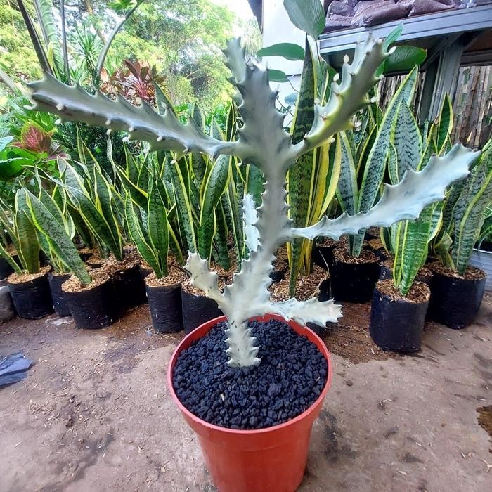 JTTOP" TANAMAN KAKTUS EPHORBIA LACTE KAKTUS TULANG PUTIH PLUS POT
