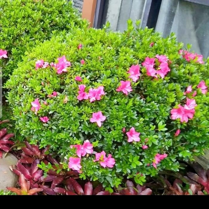 JTTOP" TANAMAN HIAS BONSAI AZALEA. POHON AZALEA BULAT.