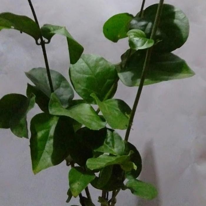 JTTOP" TANAMAN MELATI BUNGA MELATI PENGANTIN.