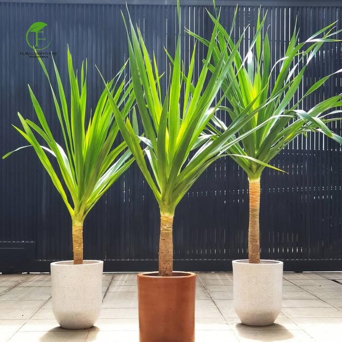 JTTOP" POHON PANDAN BALI TINGGI 80-100 CM BATANG BESAR - PANDAN BALI