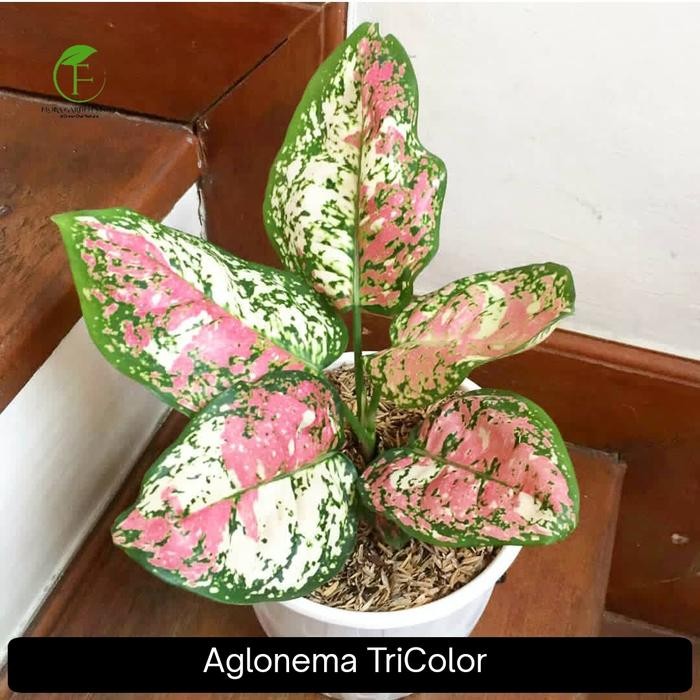 JTTOP" TANAMAN HIAS AGLONEMA TRICOLOR - POHON AGLONEMA TRICOLOR