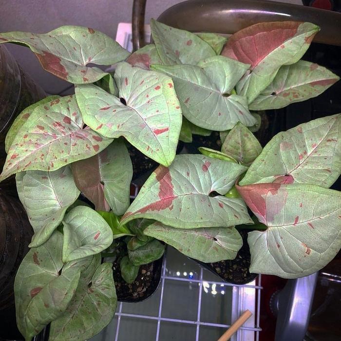 JTTOP" TANAMAN HIAS SYNGONIUM MILK CONFETTI - POHON SYNGONIUM CONFETTI