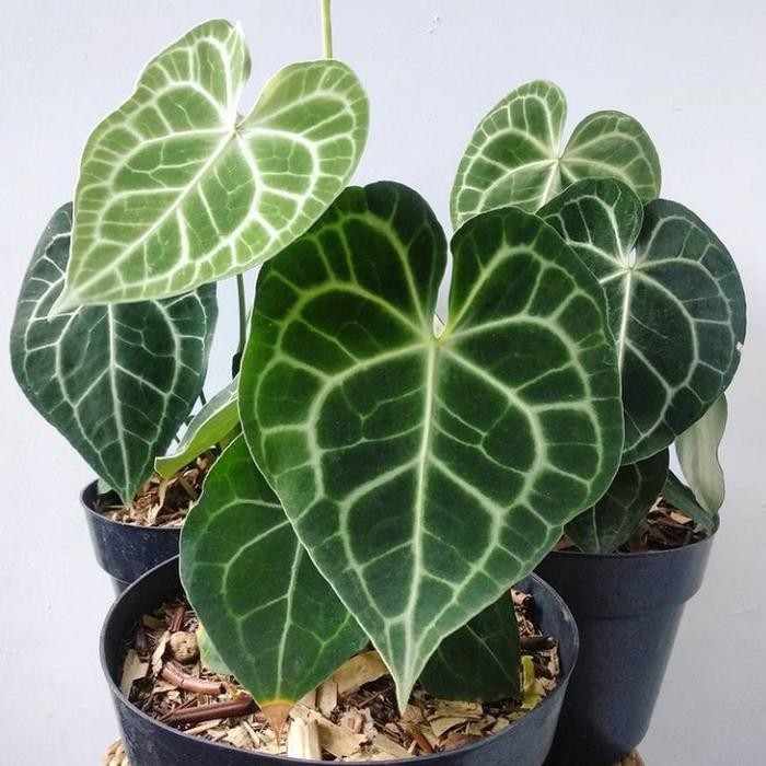 JTTOP" TANAMAN HIAS ANTHURIUM KUPING GAJAH TARANTULA - ANTHURIUM KUPING GAJAH