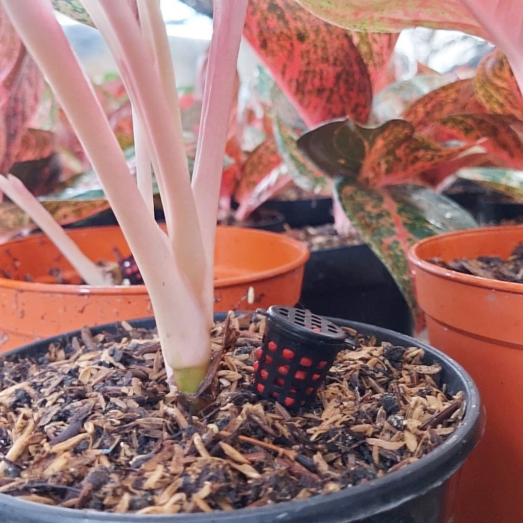 Pupuk Osmocote Merah Sk Cote 500gr Kemasan Asli Pupuk Tanaman Hias Sejenis Osmocote Merah SR