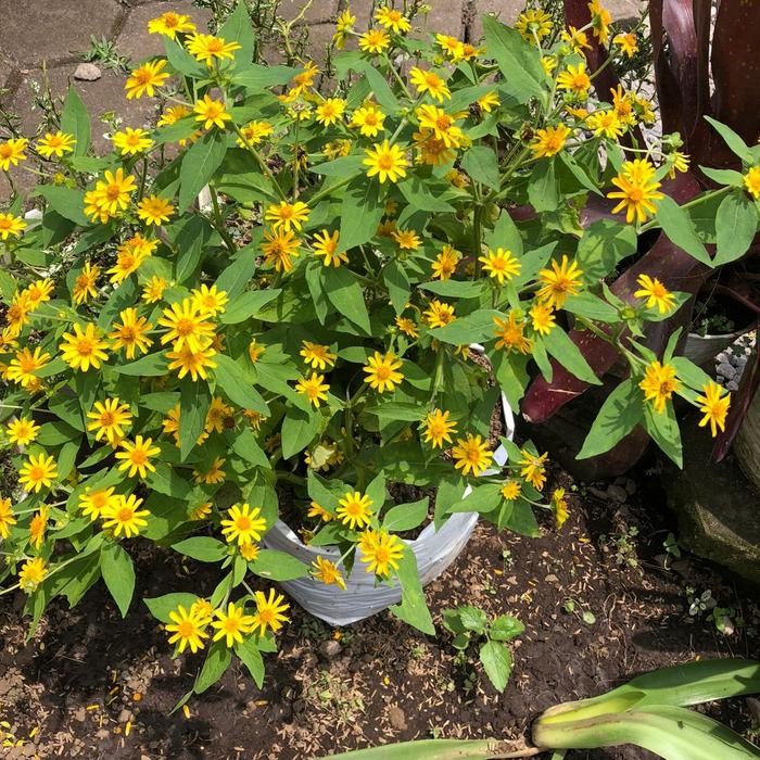 JTTOP" TANAMAN MATAHARI BUNGA KECIL - TANAMAN OUTDOOR - TANAMAN BUNGA