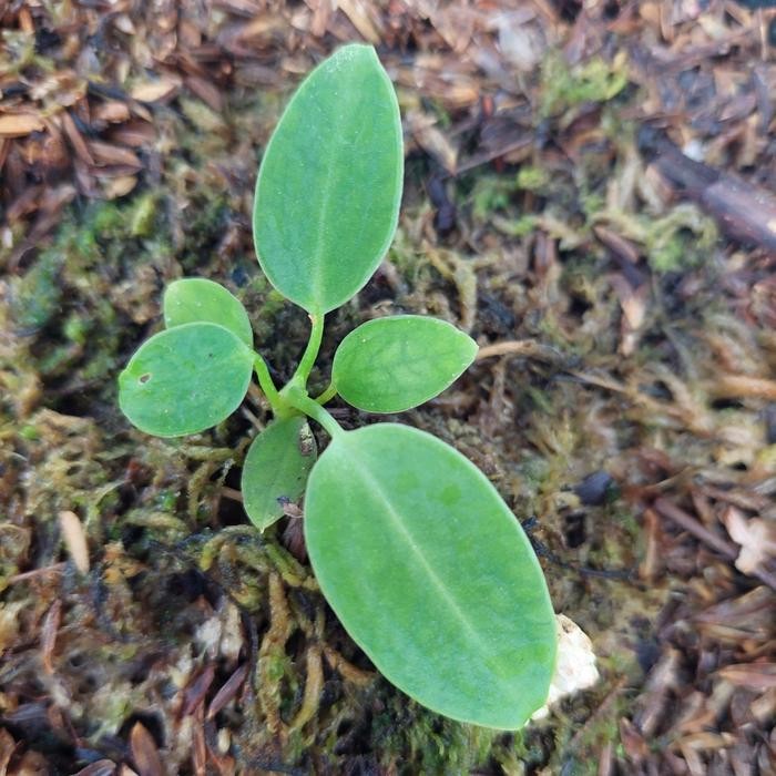 JTTOP" BABY LIDAH GAJAH / ANTHURIUM WAROCQUEANUM