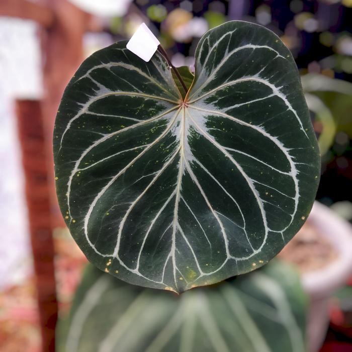 Tanaman Anthurium Kuping Gajah king Of spadesh atau HU size Bibit