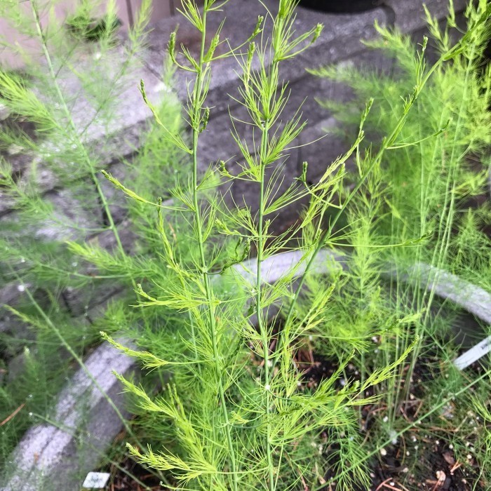 Bibit tanaman sayur asparagus EEEE