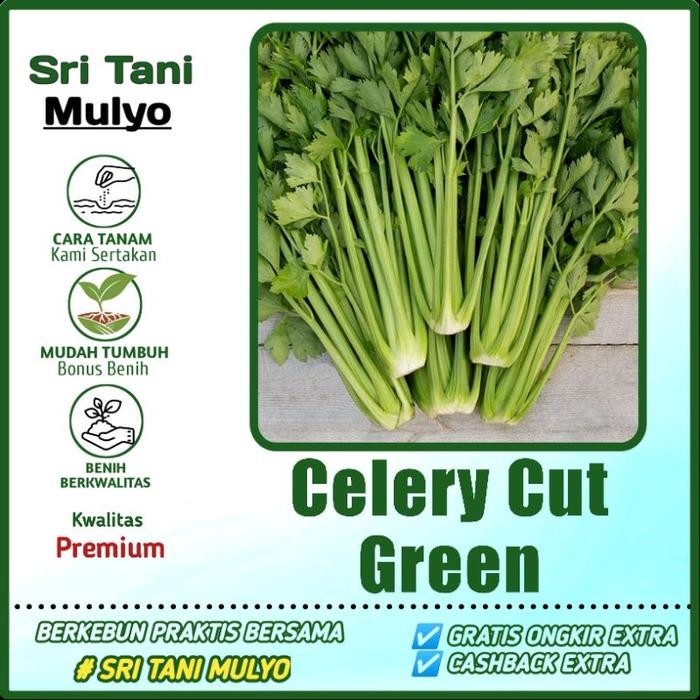 400 Biji - Benih Seledri Import CELERY CUT GREEN / Bibit Tanaman Sayur Sayuran Benih Unggul Repack