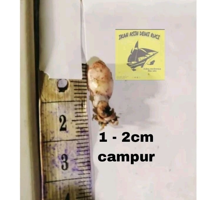 

Cumi asin / Baby cumi kering /cumi kecil / bebi cumi ( 0,5cm 1-2cm 2-3cm ) 500 gram