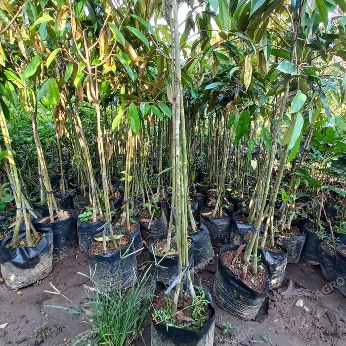 

Terlaris Bibit Pohon Durian Musang King Bawor Duri Hitam Kaki 3 Tinggi 1,5 Mete