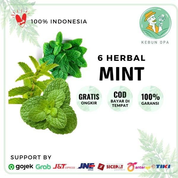

Terlaris Paket 6 Bibit Mint ( 2 Choco Mint.2 Pappermint, 2 Menthol Mint)