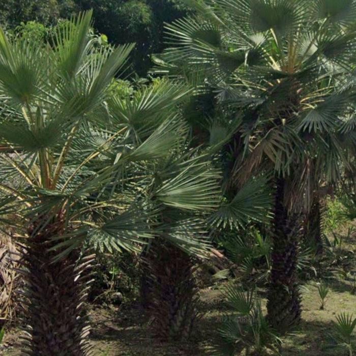 

Terlaris Bibit Palm Bajul Copernecia Prunifera