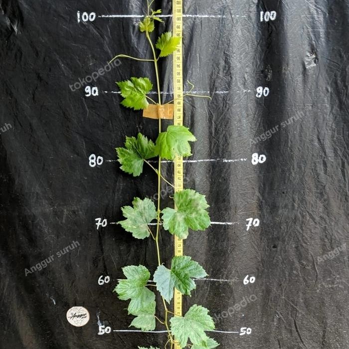 

Terlaris Bibit Pohon Buah Anggur Import Berbunga Valid Jenis Dubovsky Pink