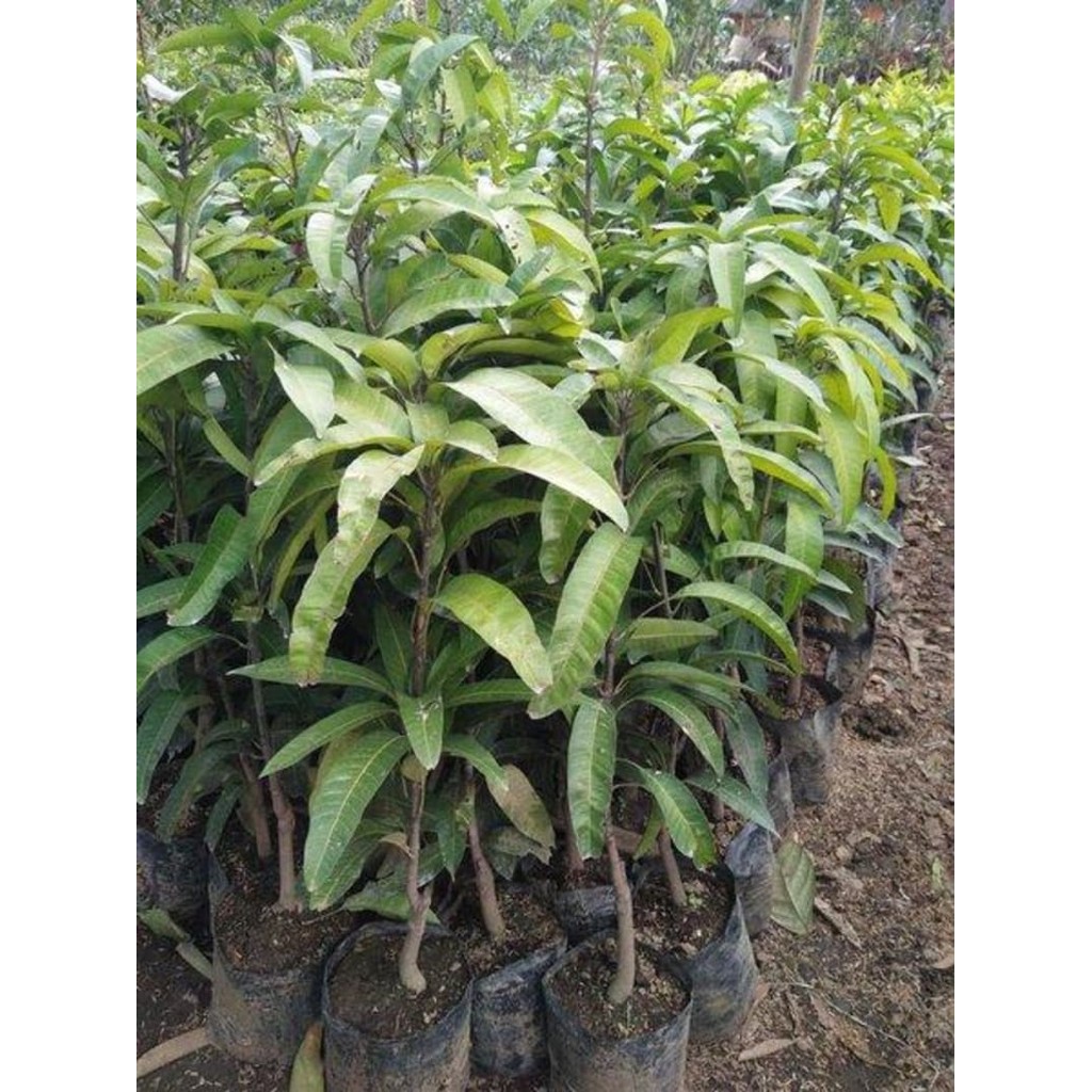 Bibit Tanaman Mangga Madu Anggur