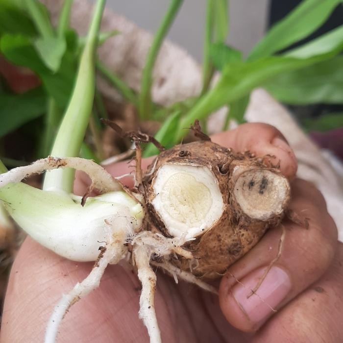 

Terlaris Bibit Kunyit Putih Atau Temu Putih Siap Tanam