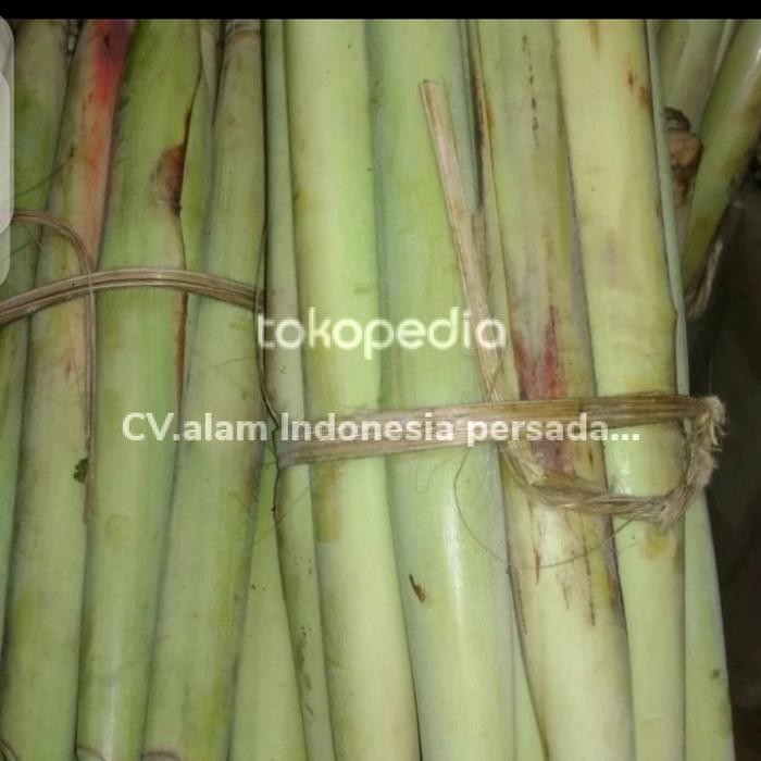 terubuk sayur/telur tebu/kembang tebu