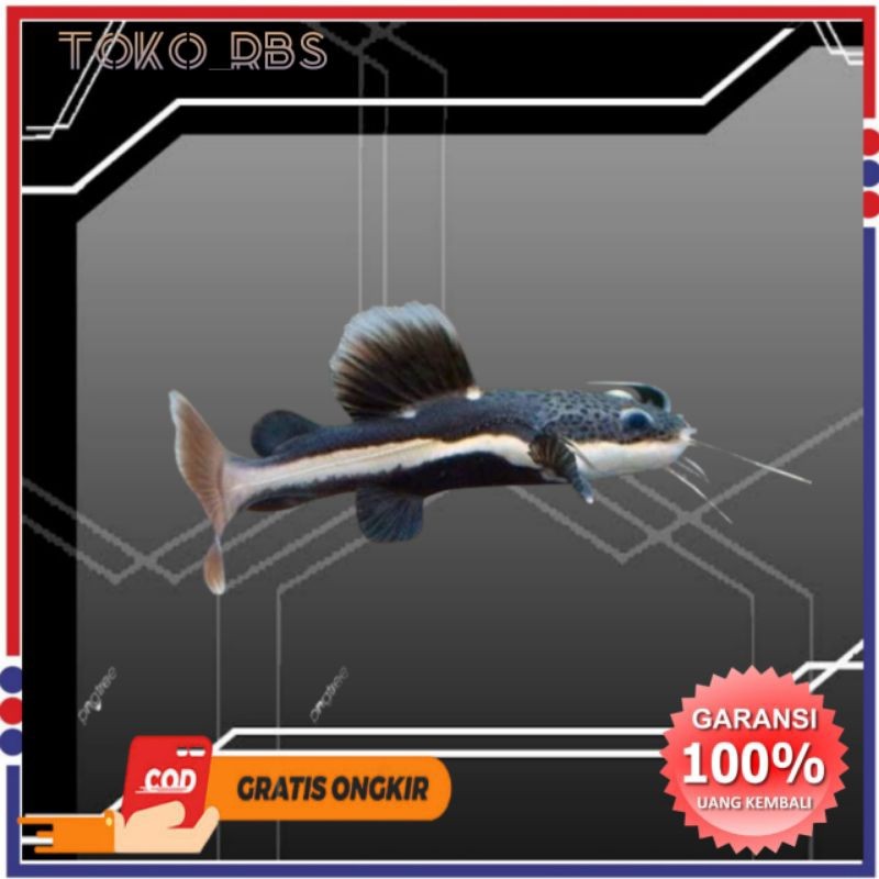 Rtc catfish hiasan akuarium dan aquascape