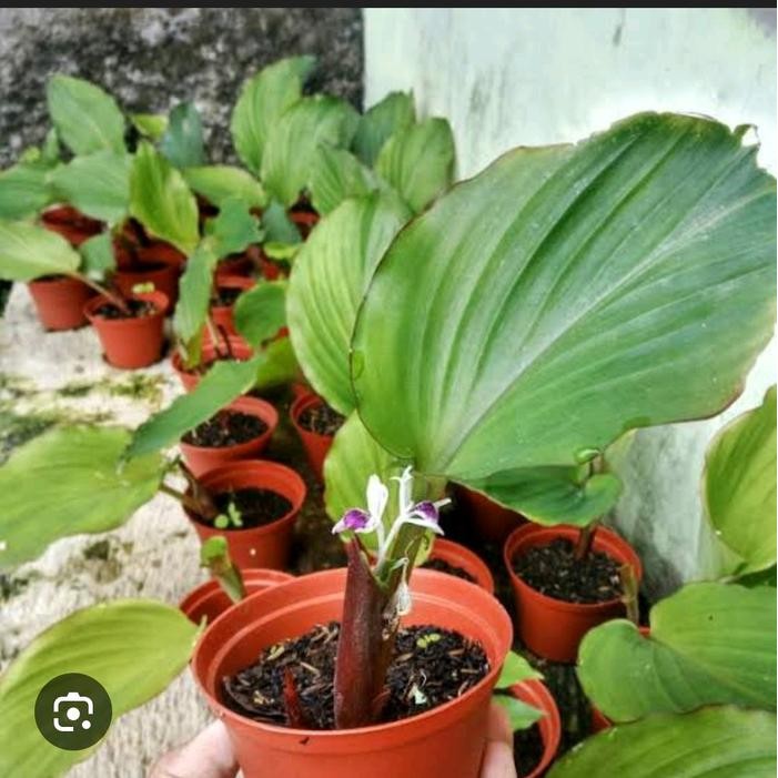 

Terlaris Bibit Kunyit Hitam Asli Original Artificial - Siap Kirim