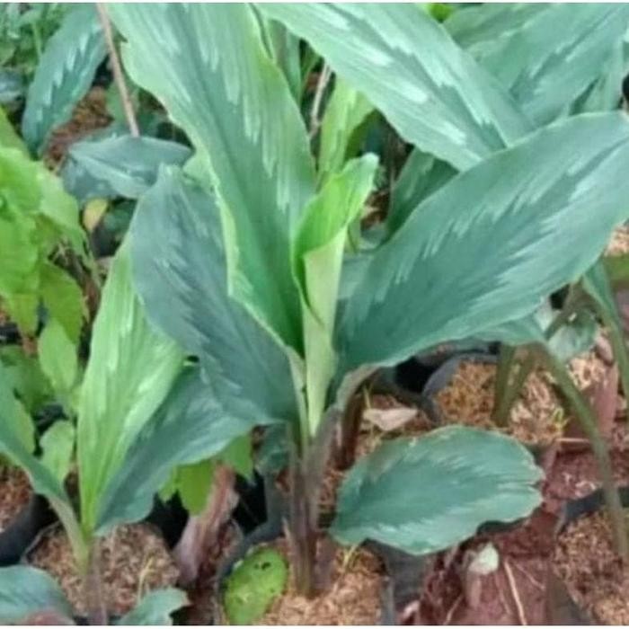 

Terlaris Bibit Kunyit Putih Asli