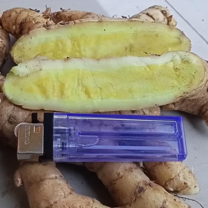 

Terlaris Termurah Kunyit Putih /Kunir Putih / Temu Putih 1Kg Untuk Kesehatan