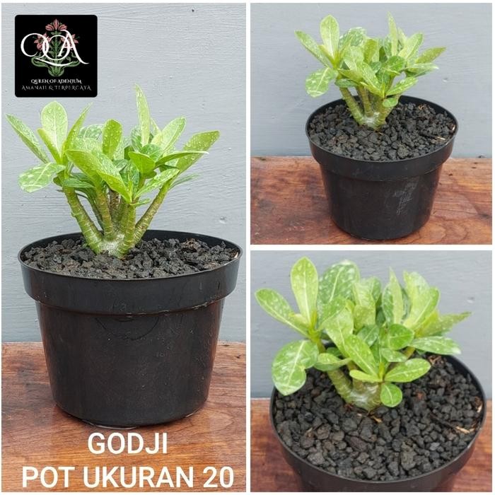 Nirwana Gardenss Adenium Godji Kamboja ( Pohon Bukan Biji )