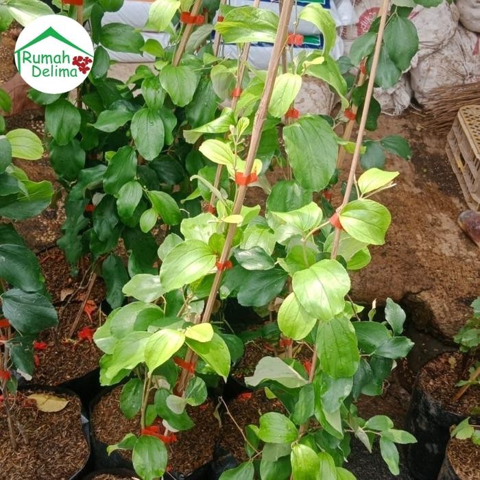 Nirwana Gardenss Tanaman Bidara Apel/Apel Futsa/Bidara Cina