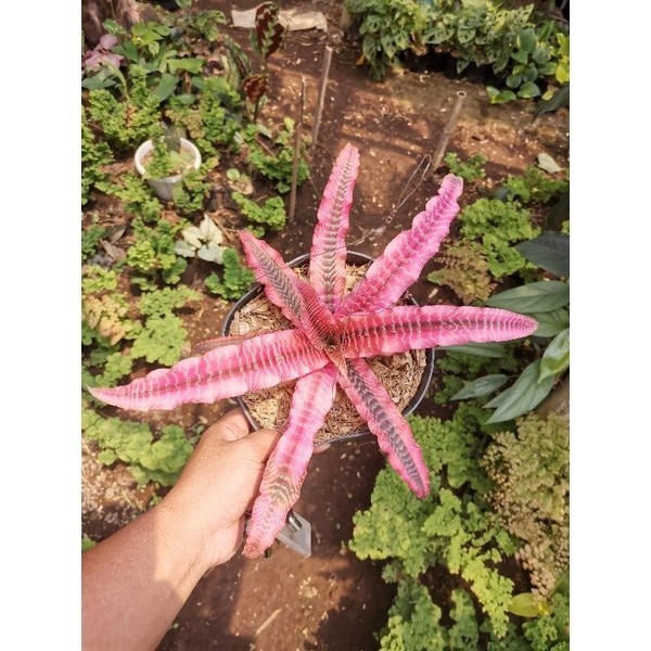 Nirwana Gardenss Tanaman Hias Cryptanthus Elaine