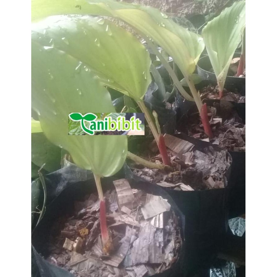 

Terlaris Bibit Pohon Kunyit Hitam/Black Tumerick