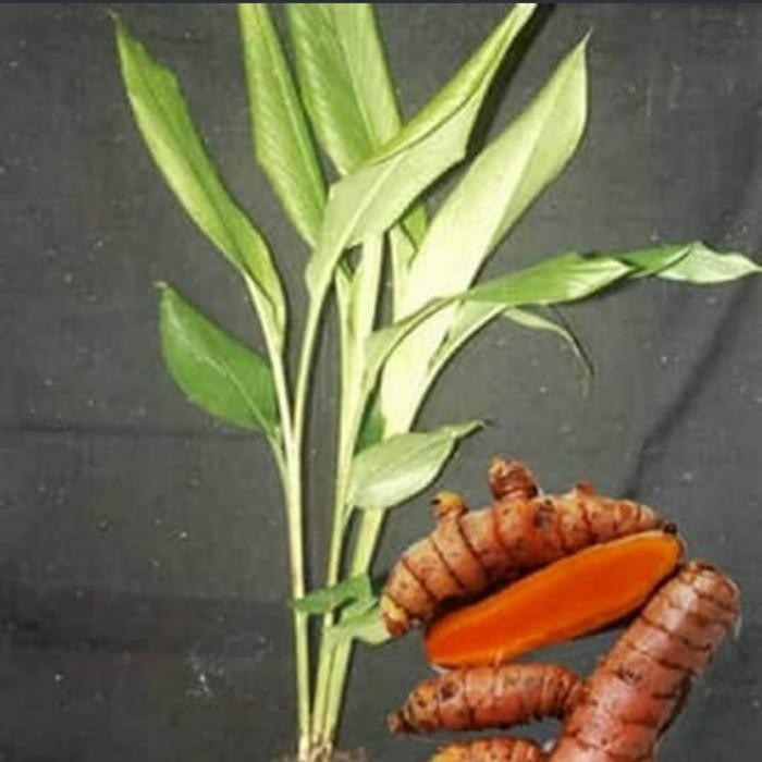 

Terlaris Tanaman Kunyit Kuning