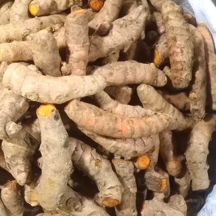 

Terlaris Kunyit Segar Ukuran Sedang 1Kg - Grosir