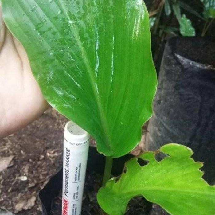 

Terlaris Tanaman Kunyit