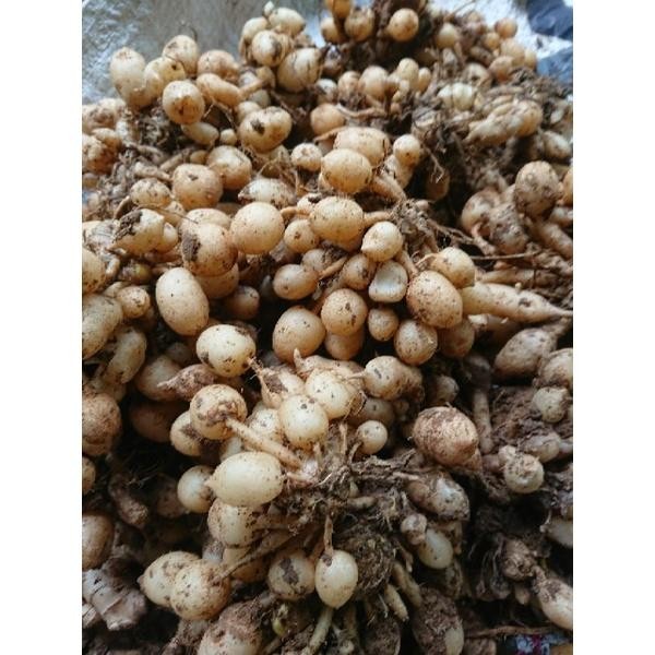 

Terlaris Kunyit Putih / Kunyit Gombyok / Kunci Pepet / Kaempferia Rotunda Segar - Spiceshop