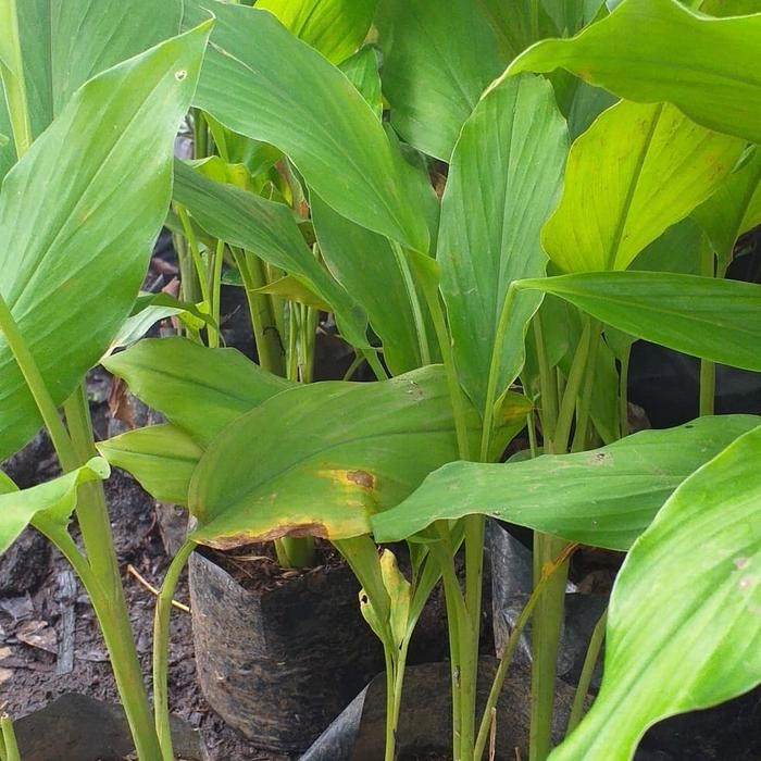 

Terlaris Tanaman Herbal Daun Kunyit