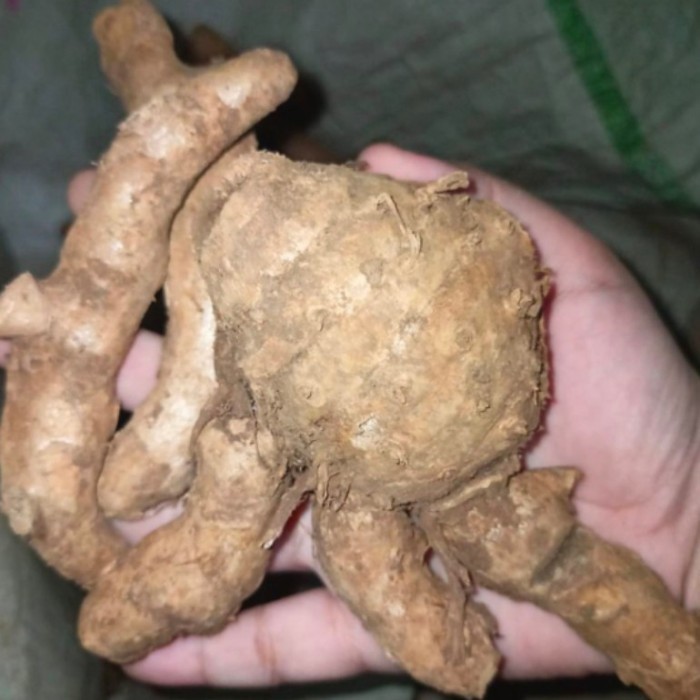 

Terlaris 500Gr Temu Ireng / Kunyit Hitam / Ungu Segar / Fresh
